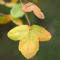 Acer monspessulanum (5)